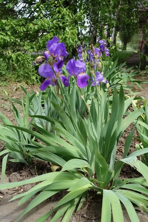 Amazing Most Fragrant Purple Flowers