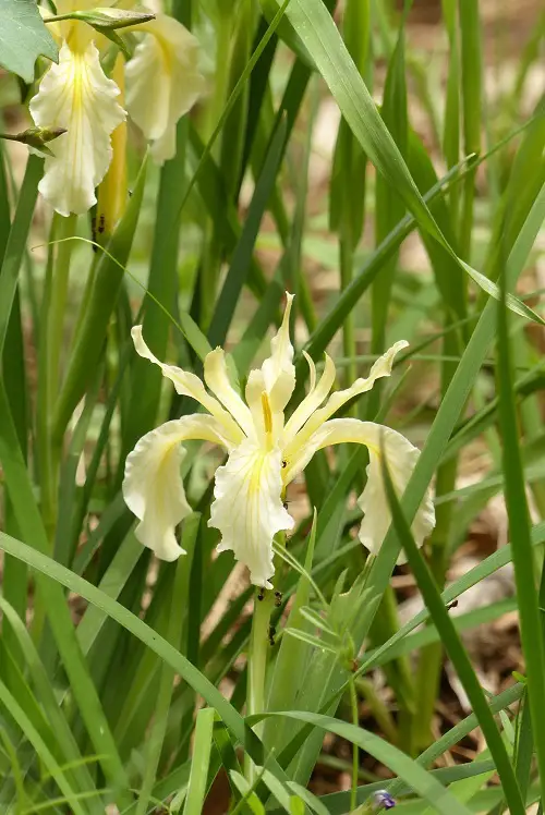 California's Native Shade Plants 21