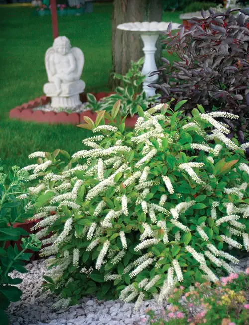 Shrubs and Bushes with Tiny Pleasant White Flowers