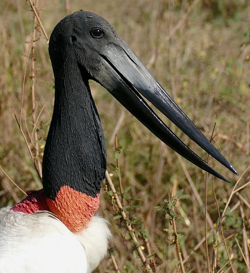 Ugliest Birds in this planet