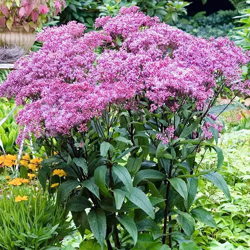 Amazing Native Plants of Illinois 