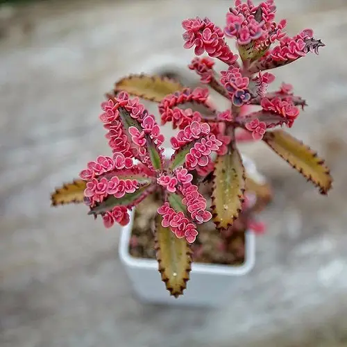 Beautiful Pink Tropical Plants in pot