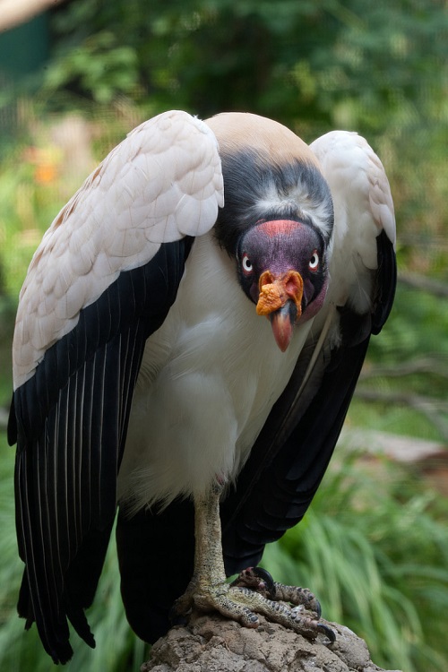 World's Ugliest Birds 