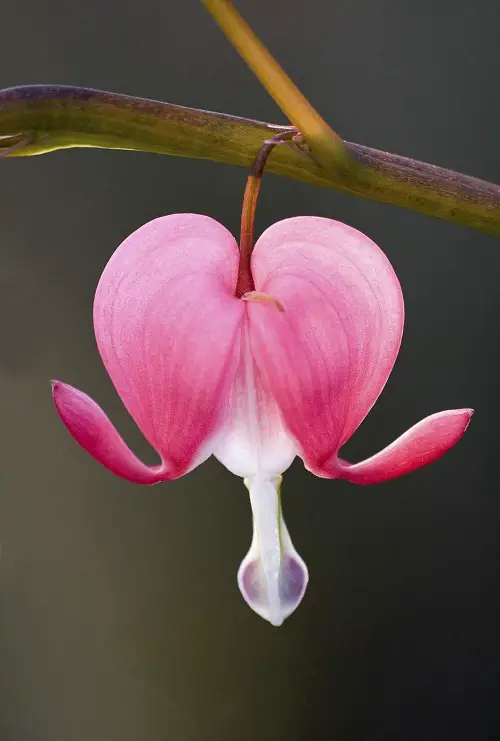 beautiful Plants With Human-Looking Body Parts