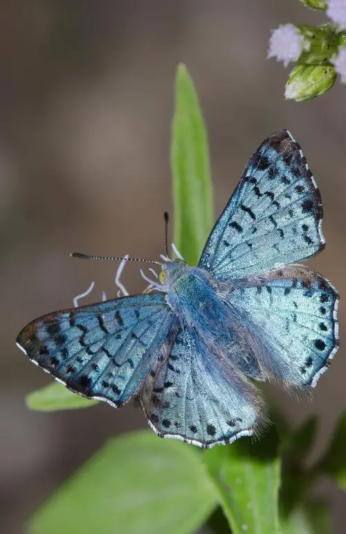 Gorgeous Blue and Black Butterflies