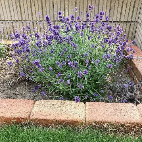 amazing Plants to Keep Lizards Away 3