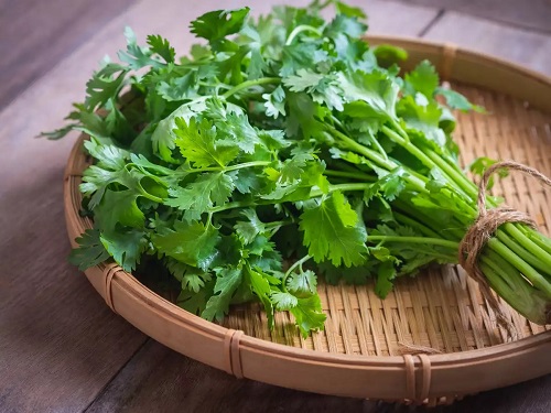 beautiful Different Types of Cilantro and Coriander 9