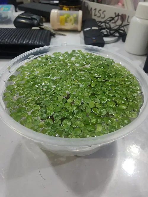 Plants to Grow in Glass Bowls of Water in office table