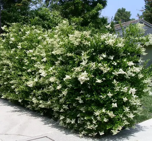 Beautiful Flowers for Hedges