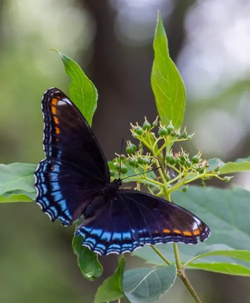 amazing butterfies