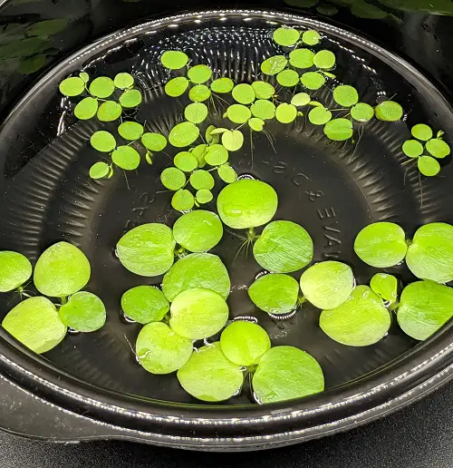 best Plants to Grow in Water