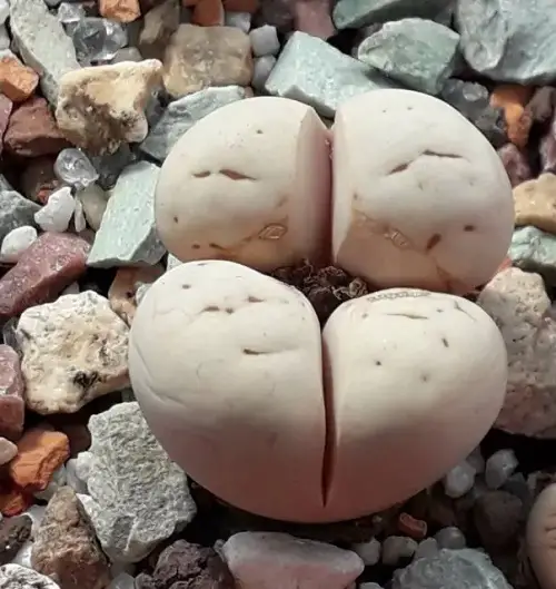 little Plants With Human-Looking Body Parts