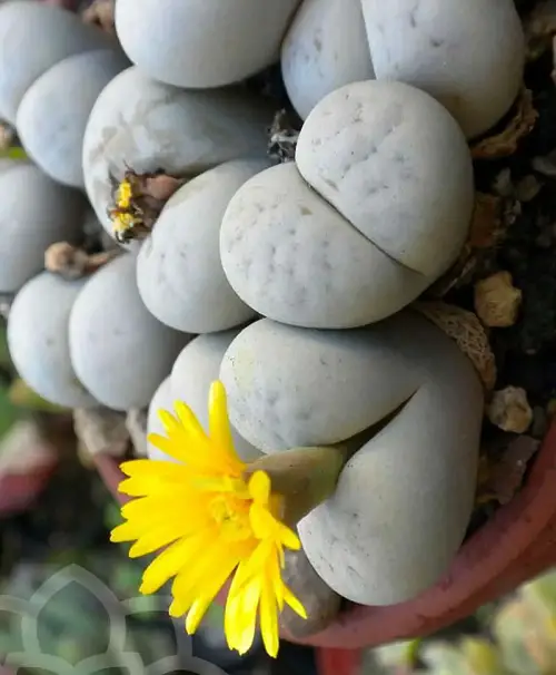 Plants That Look Like Buttocks