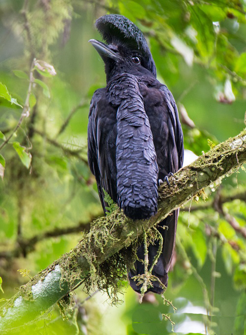 Awful Birds on Earth