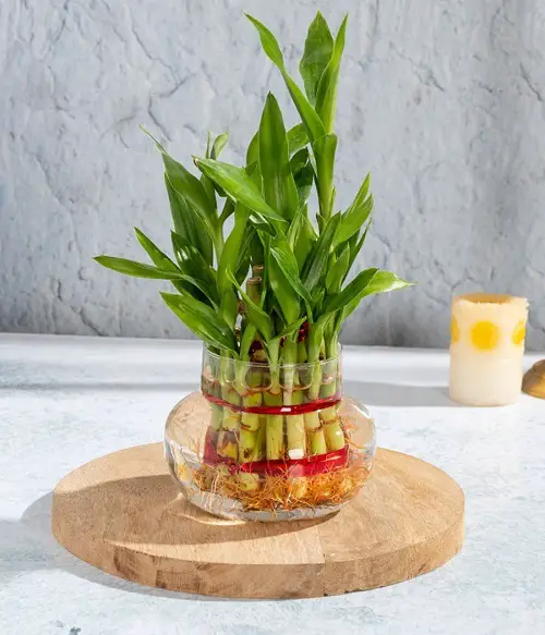 Glass Container Plants You Can Grow Indoors 