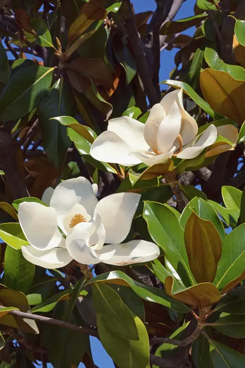 lovely White Fragrant Flowers 7