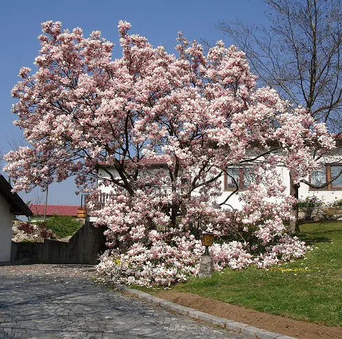 top Best Fragrant Trees
