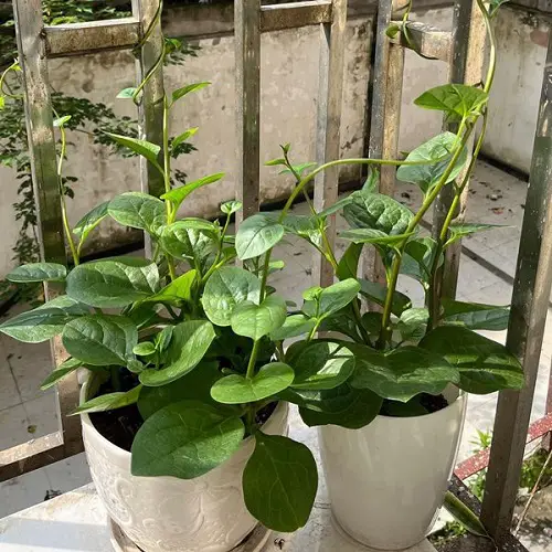 Best Vining Herbs for Small Spaces