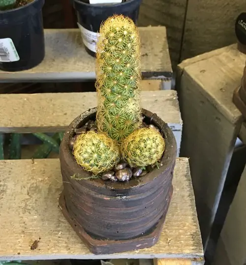 Plants Resembling Human Body Parts 