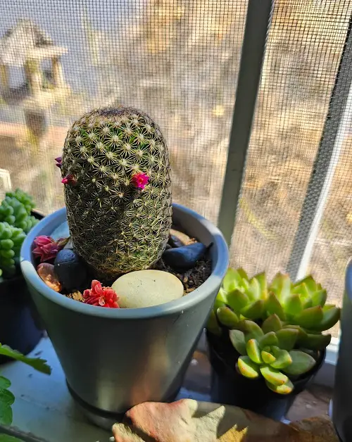 best Plants That Look Like Human Body Parts