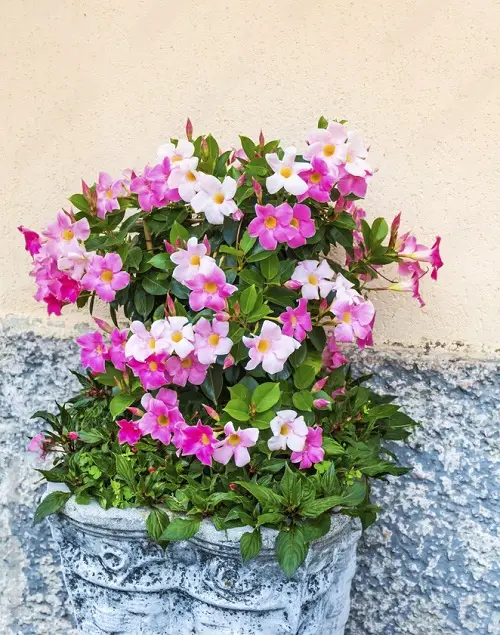 best Gorgeous Vibrant Pink Tropical Plants 