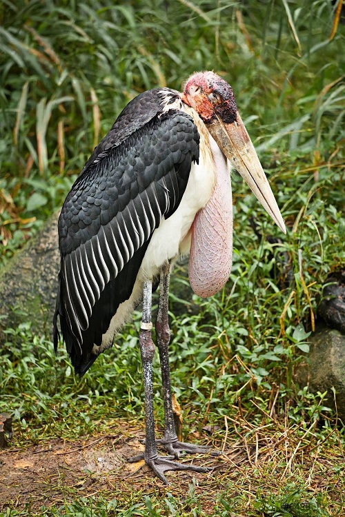 Most Repulsive Birds on world