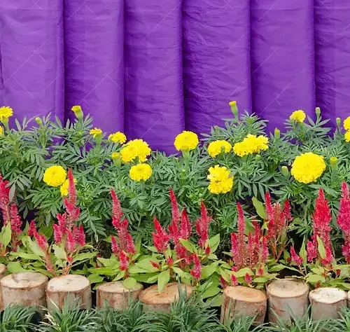 best Celosia Companion Plants
