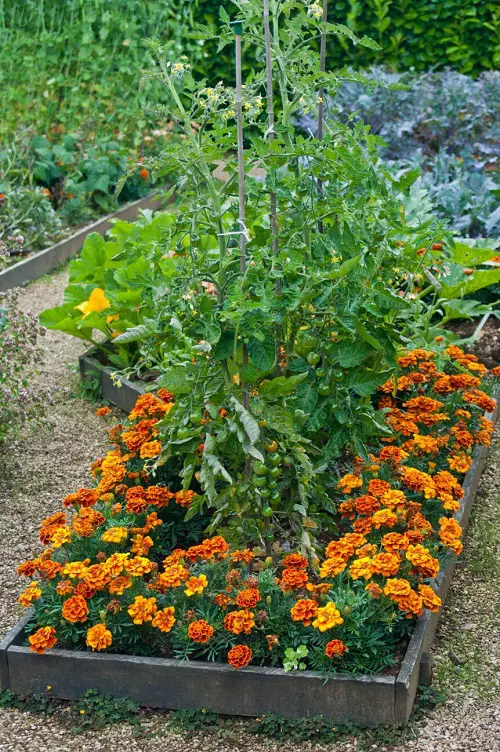 Best Types of Marigolds for the Job!