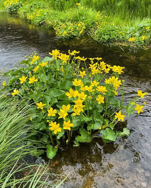 beautiful Typical Poisonous Flowers