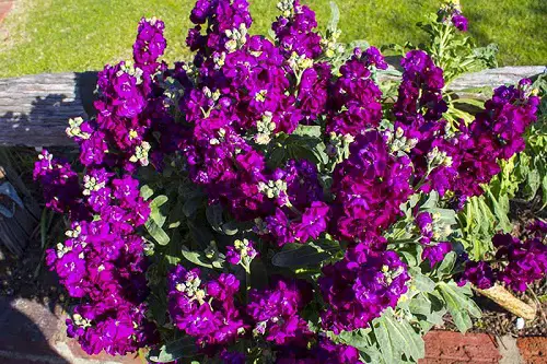 quality fragrant purple flowers
