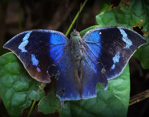 Stunning Blue and Black Butterflies on a branch