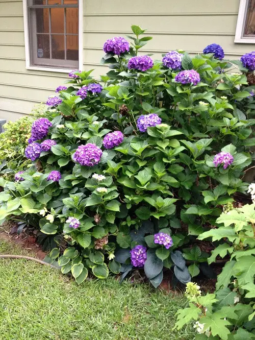 Purple Hydrangea Varieties 