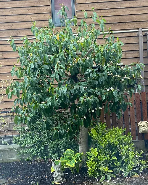 Top Fragrant Trees in garden