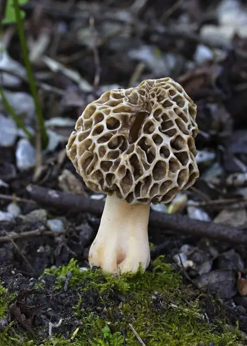 Edible Long Stemmed Mushrooms 9