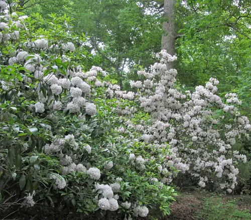  Flowers for Hedges