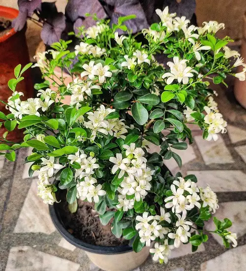 best Gorgeous White Fragrant Flowers