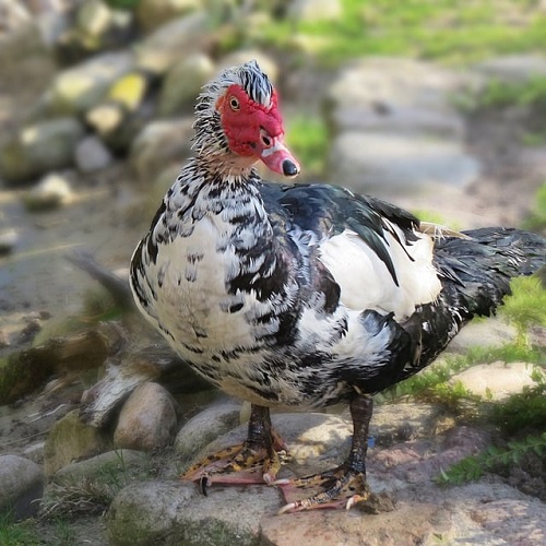 best Ugliest Birds in the World