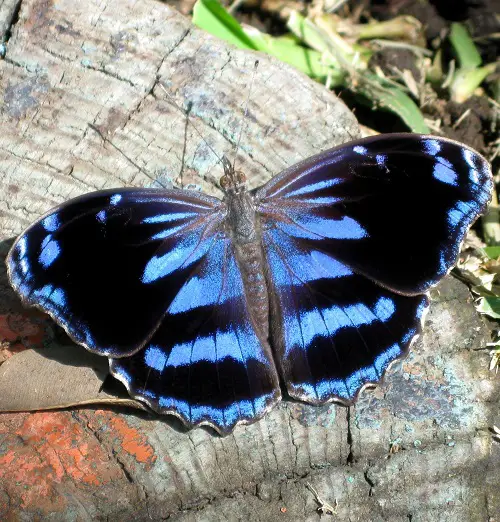 top best Stunning Blue and Black Butterflies on a branch