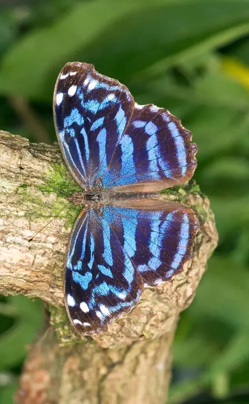 best Gorgeous Blue and Black Butterflies on a leaf 