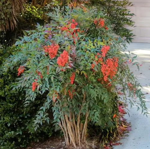 The Most Vibrant Hedge Plants in yard