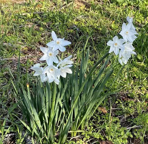 top best Gorgeous Fragrant White Flowers
