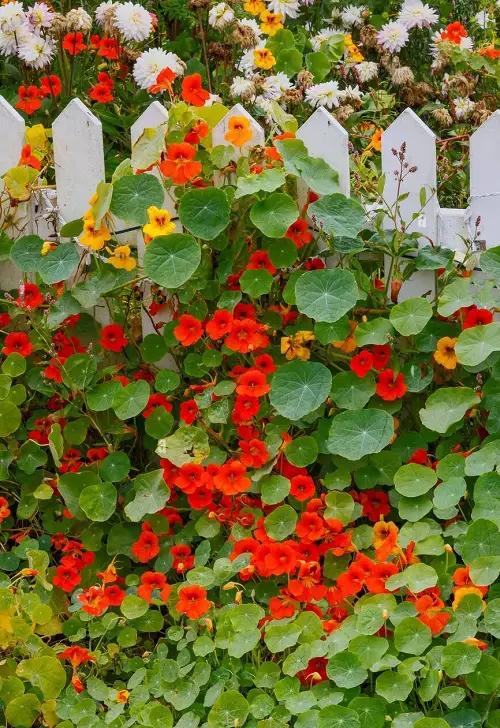 Plants that Bloom Instantly After Planting 15