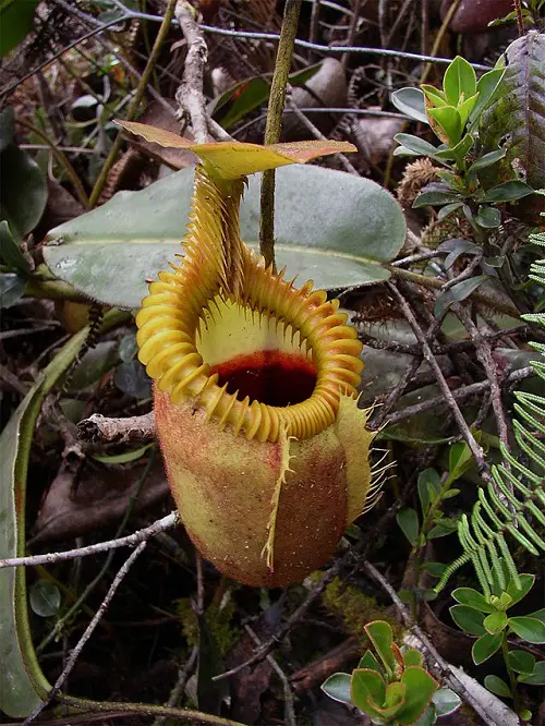 Alien-Looking Plants that Are Striking