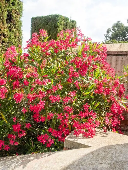 The Most Beautiful Flowers to Use with Hedges