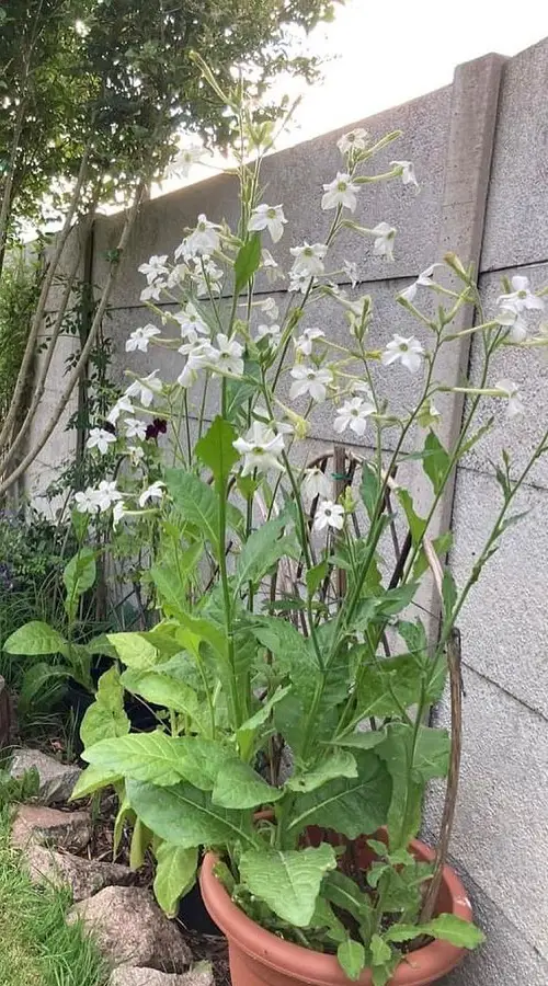 Amazing White Fragrant Flowers 27