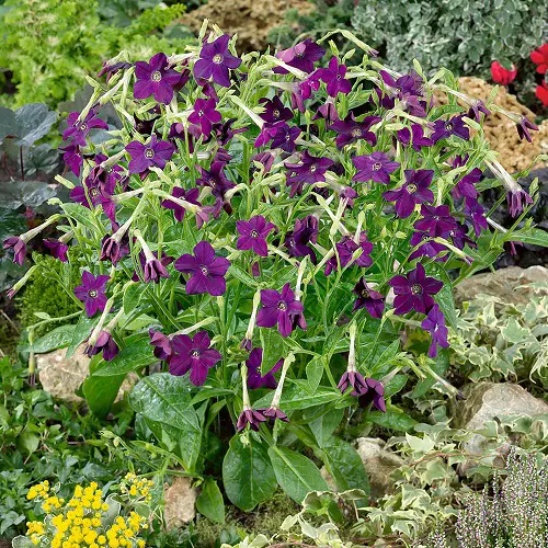 beautiful highest quality fragrant purple flowers
