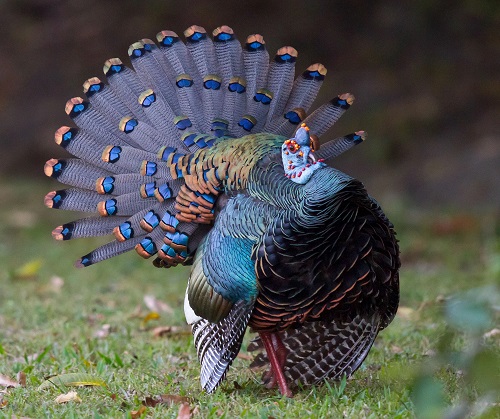 Most Awful Birds on Earth 