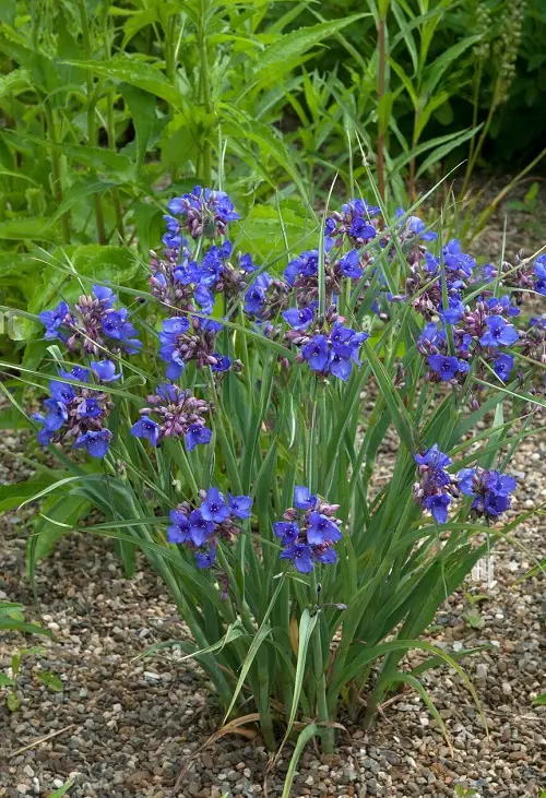 beautiful The Entire List of Native Plants in Illinois 