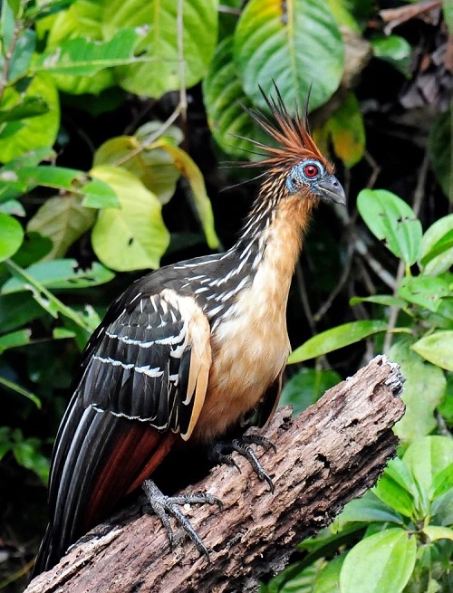 Ugliest Birds 
