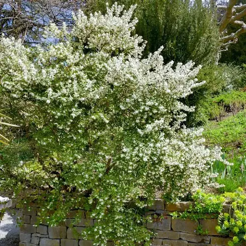 Little White Fragrant Flowers on Shrubs and Bushes